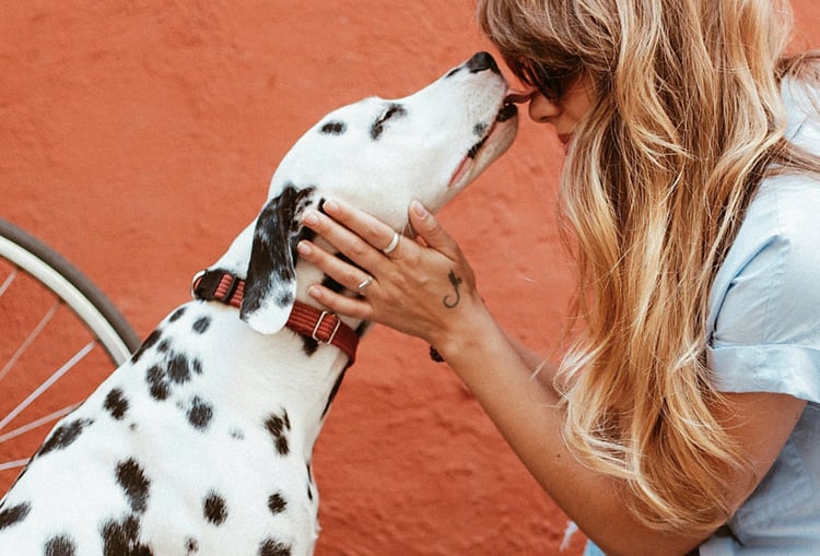 Dalmatian showing love by licking woman's face