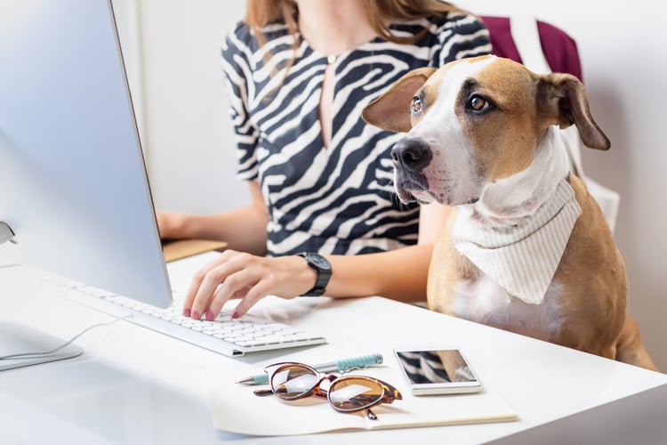 An employee at her desk in a dog-friendly office