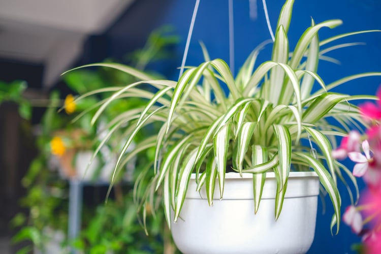A hanging spider plant