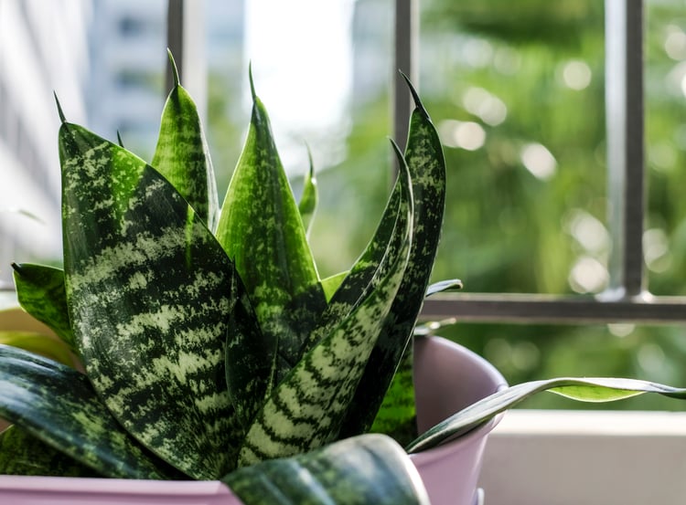 A snake plant by an office window